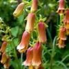 Digitalis obscura