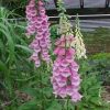 Digitalis mertonensis