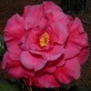Camellia japonica 'Dr. JC Raulston' - Image 2