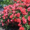 Rosa 'Radtko' (Double Knock Out®) - Image 3