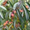Diospyros kaki 'Saijo' - Image 2