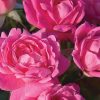 Rosa 'Radtkopink'  (Pink Double Knock Out®) - Image 2