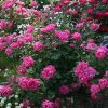 Rosa 'Radtkopink'  (Pink Double Knock Out®)