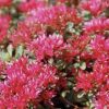 Sedum spurium 'Dragon's Blood' - Image 2