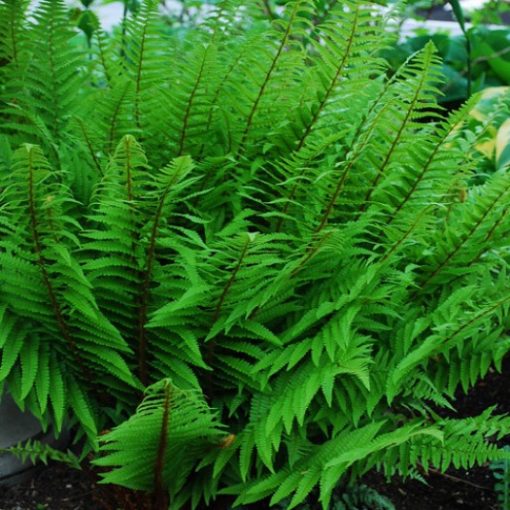 Dryopteris x australis