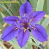 Iris louisiana 'Delta Star'