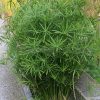 Cyperus alternifolius 'Gracilis' - Image 3