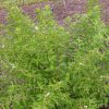 Callicarpa dichotoma 'Early Amethyst' - Image 3