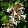Abelia  'Edward Goucher' - Image 3