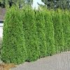Thuja occidentalis 'Smaragd' (Emerald Green) - Image 2