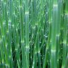 Equisetum hyemale - Image 2