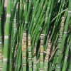 Equisetum hyemale