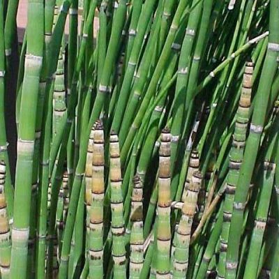 Equisetum hyemale