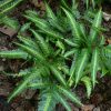 Arachniodes simplicior 'Variegata'