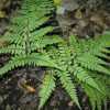 Athyrium otophorum - Image 2