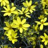 Coreopsis verticillata Cruizin 'Electric Avenue' - Image 2