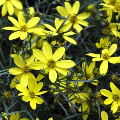 Coreopsis verticillata Cruizin ‘Electric Avenue’ | Kiefer Nursery ...