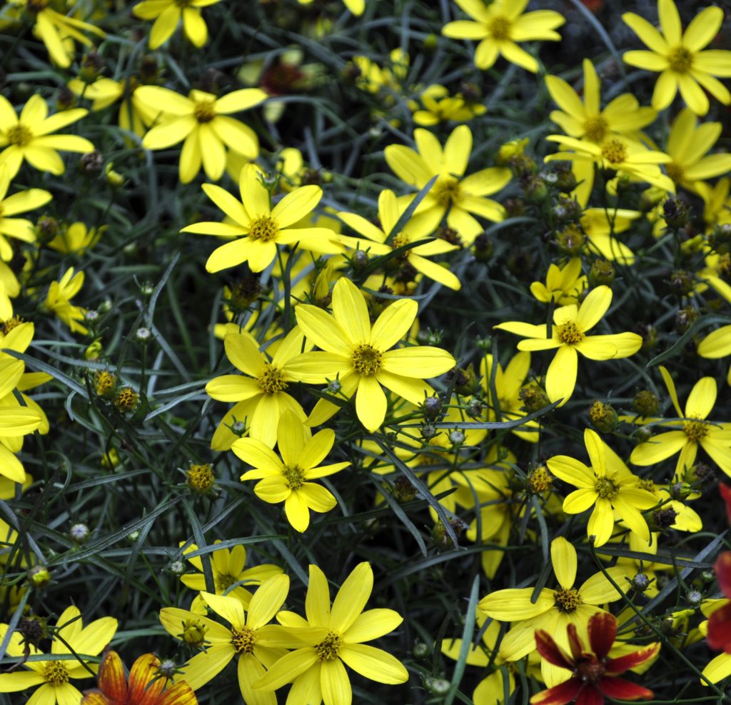 Coreopsis verticillata Cruizin ‘Electric Avenue’ | Kiefer Nursery ...