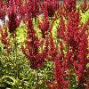 Astilbe 'Elsie Schluck' - Image 2