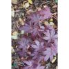 Acer palmatum 'Emperor 1' - Image 3