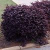 Loropetalum chinense 'Chang Nian Hong' Ever-Red