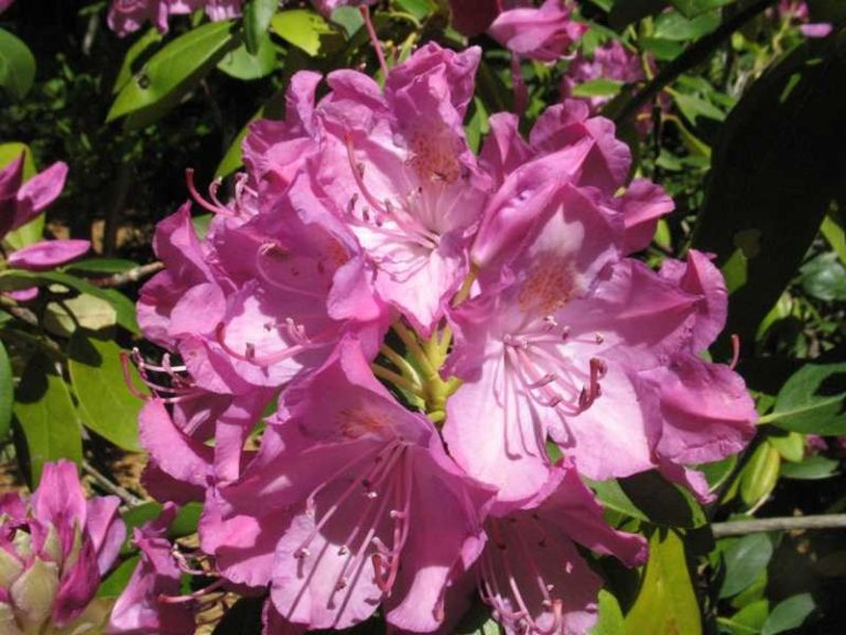 Rhododendron ‘English Roseum’ | Kiefer Nursery: Trees, Shrubs, Perennials