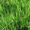 Equisetum scirpoides