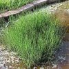 Equisetum scirpoides - Image 2