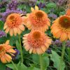 Echinacea ' Supreme Cantaloupe' - Image 2