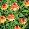 Echinacea ' Supreme Cantaloupe'