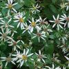 Aster divaricata (Eurybia divaricata)