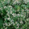 Aster divaricata (Eurybia divaricata) - Image 2