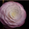 Camellia japonica 'Ella Ward Parsons'