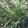 Schizachyrium scoparium 'Blaze' - Image 3
