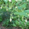 Styrax americanus - Image 2