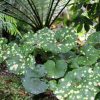 Farfugium japonicum  'Aureomaculatum' - Image 2