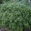 Fargesia robusta 'Green Screen'