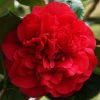 Camellia japonica 'Fire Falls' - Image 3