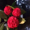 Camellia japonica 'Fire Falls'