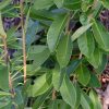 Illicium parviflorum 'Forest Green'