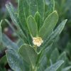 Illicium parviflorum 'Forest Green' - Image 2