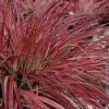 Pennisetum setaceum 'Fireworks'