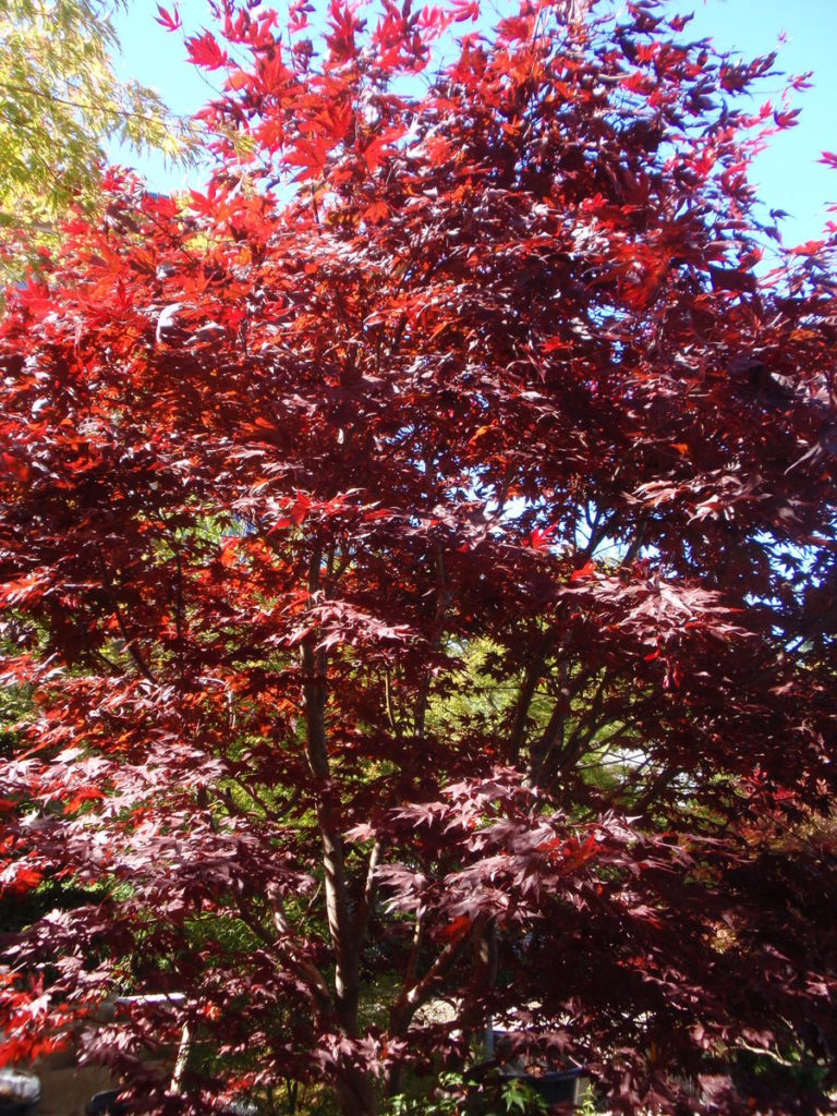 Acer palmatum ‘Fireglow’ | Kiefer Nursery: Trees, Shrubs, Perennials