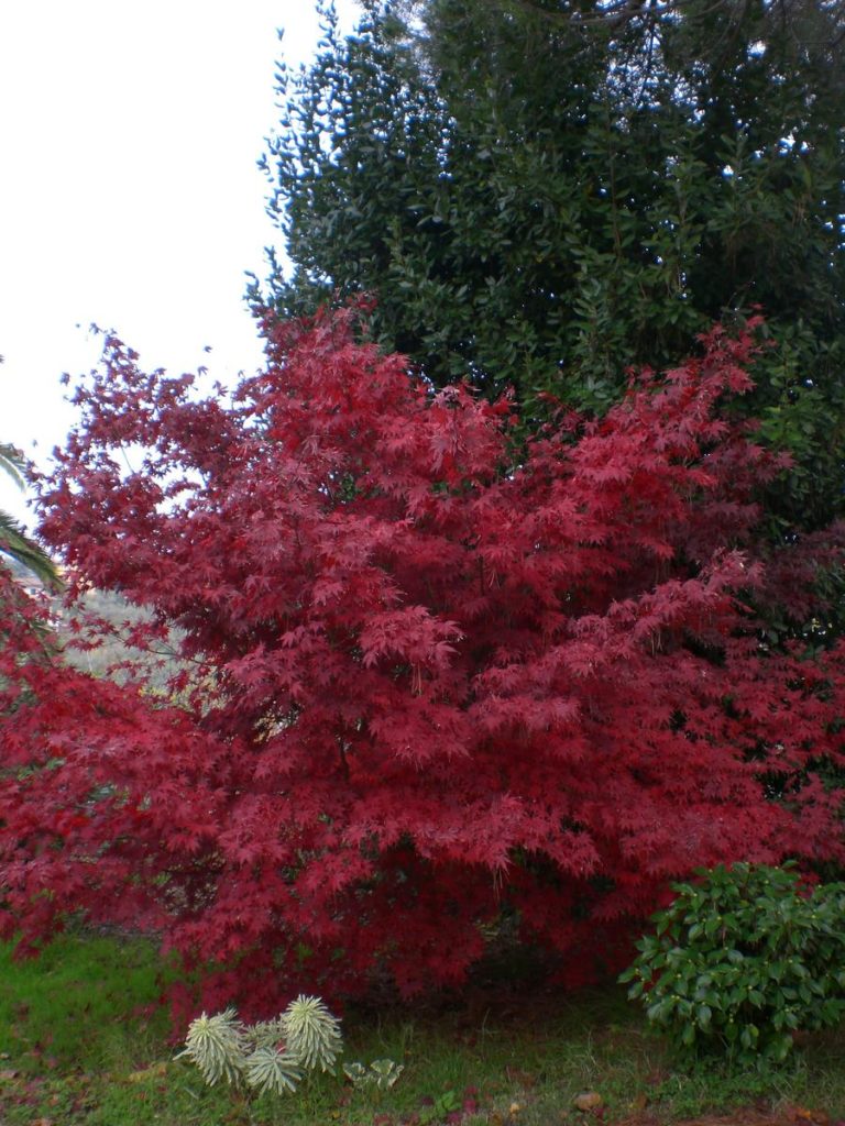 Acer palmatum ‘Fireglow’ | Kiefer Nursery: Trees, Shrubs, Perennials