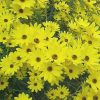 Helianthus salicifolius 'First Light' PP13150 - Image 3