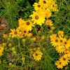 Helianthus salicifolius 'First Light' PP13150