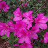 Azalea 'Formosa'