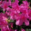 Azalea 'Formosa' - Image 2