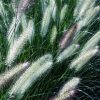 Pennisetum alopecuroides 'Foxtrot'