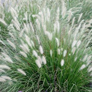 Pennisetum alopecuroides ‘Foxtrot’ | Kiefer Nursery: Trees, Shrubs ...